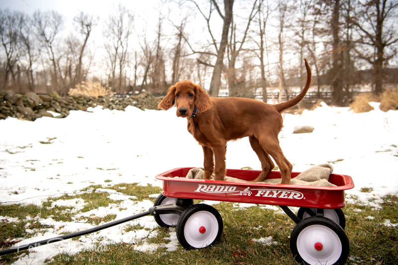 outdoor puppy with wagon